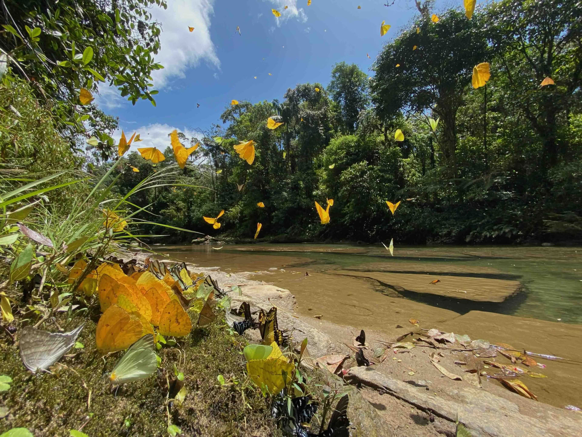 20-29 novembre 2026, zone sauvage de Napo-Galeras, Amazonie équatorienne