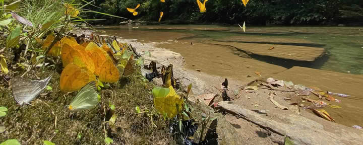 20-29 novembre 2026, zone sauvage de Napo-Galeras, Amazonie équatorienne