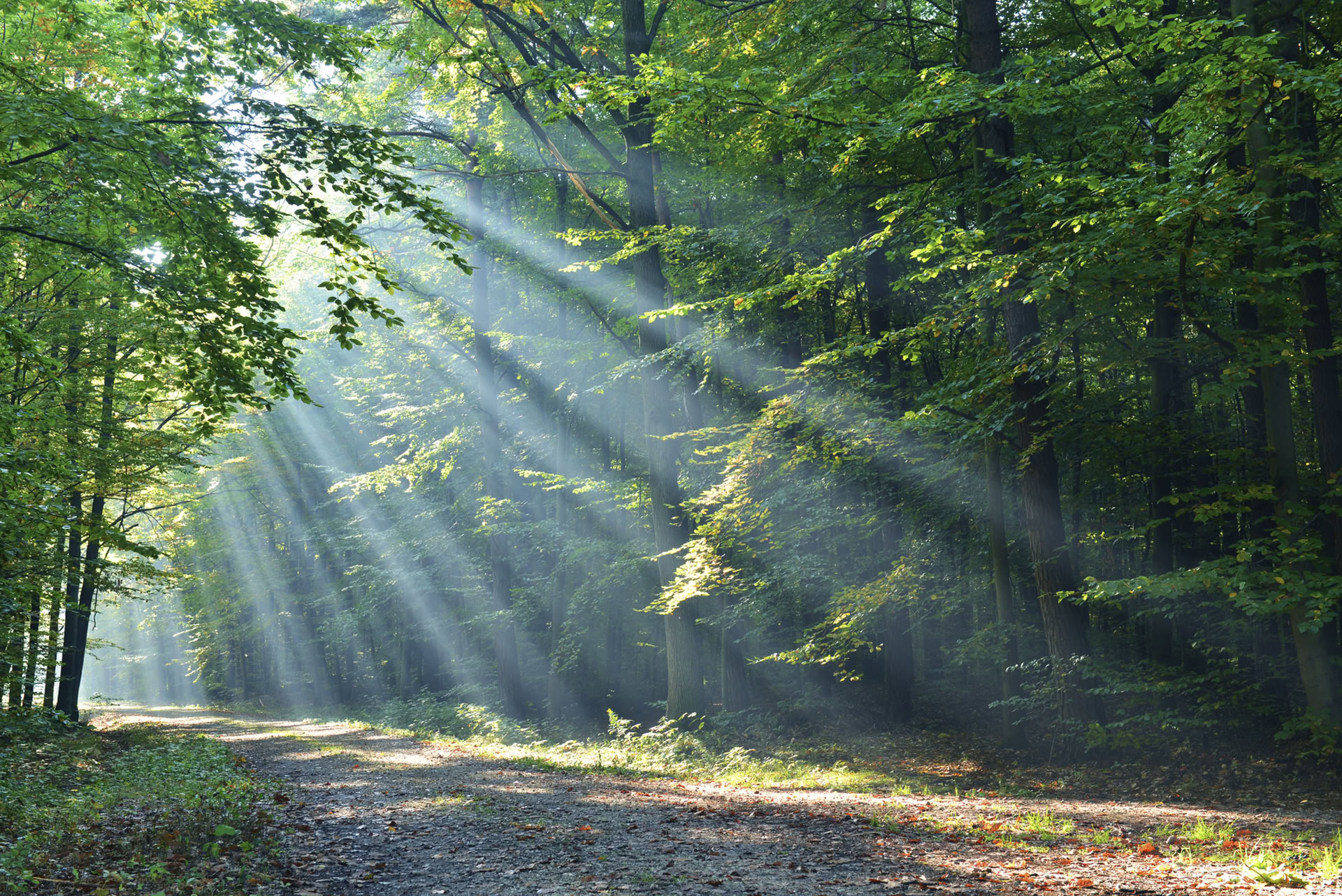 Expérience de pleine conscience en forêt 🌳