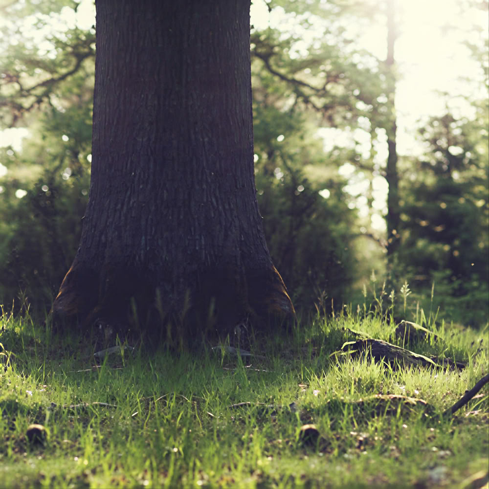 Expérience de pleine conscience en forêt 🌳