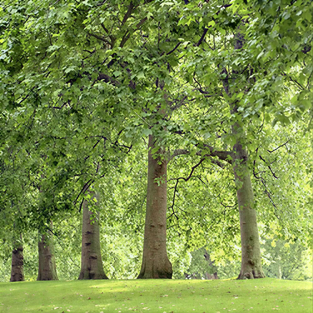 Expérience de pleine conscience en forêt 🌳