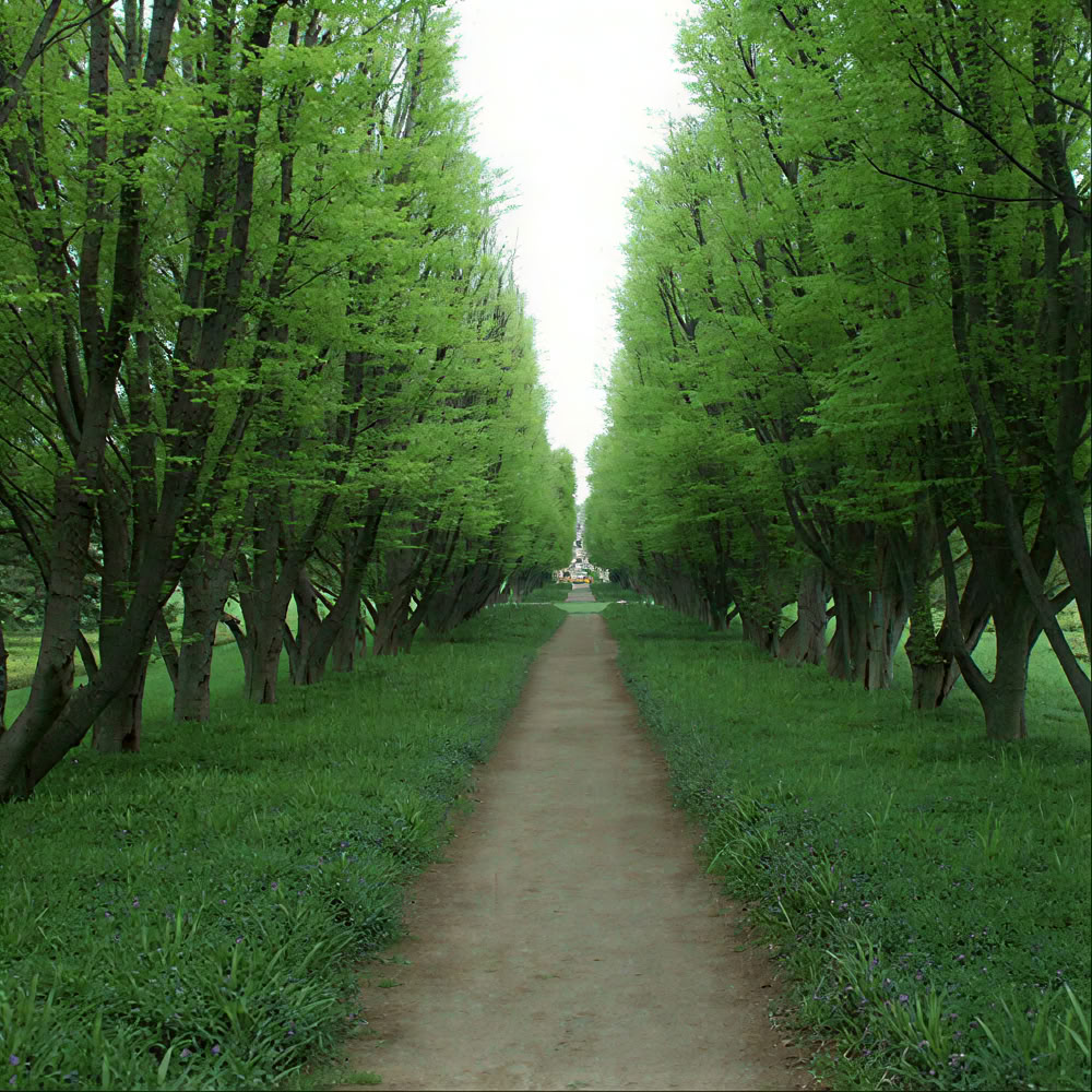 Expérience de pleine conscience en forêt 🌳