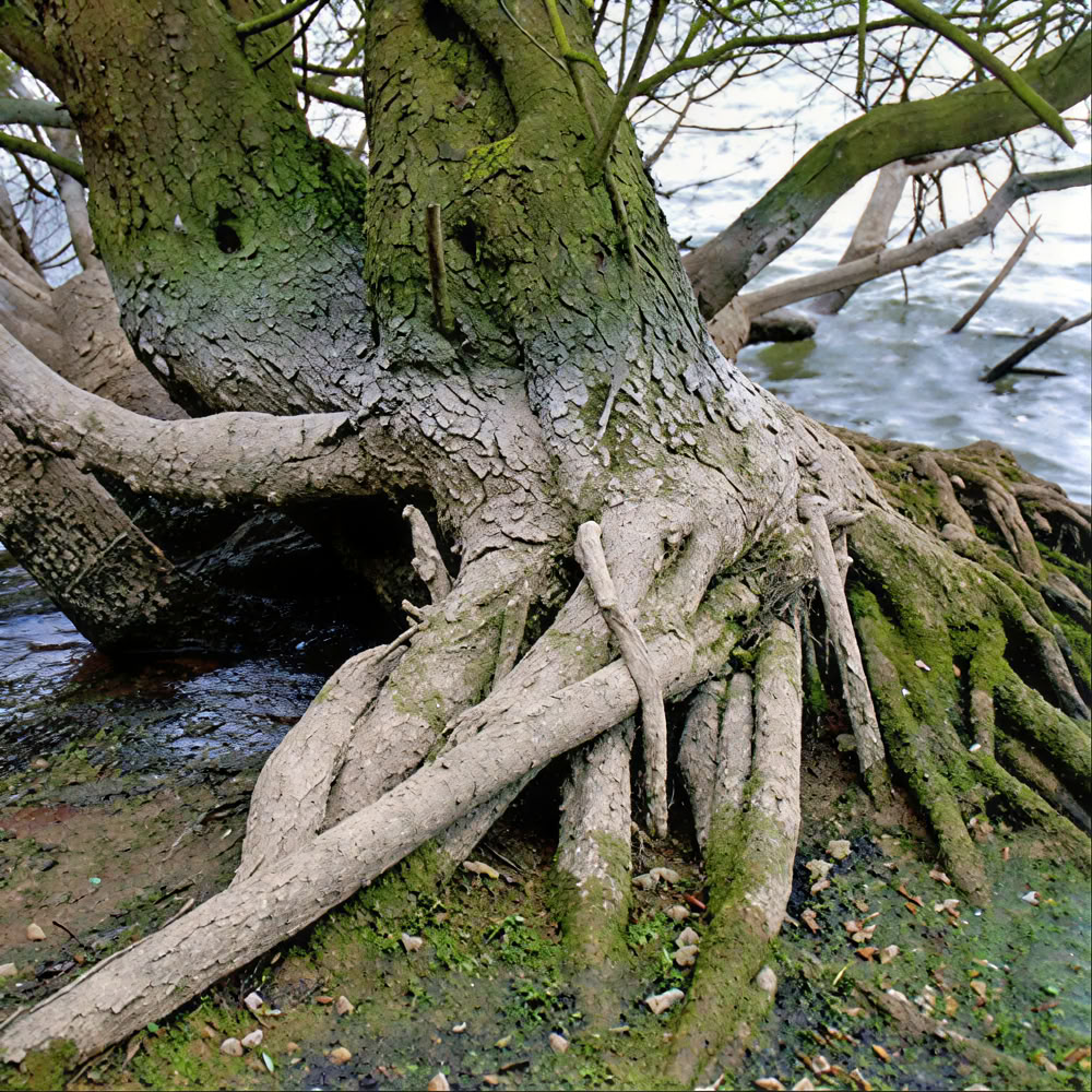 Expérience de pleine conscience en forêt 🌳