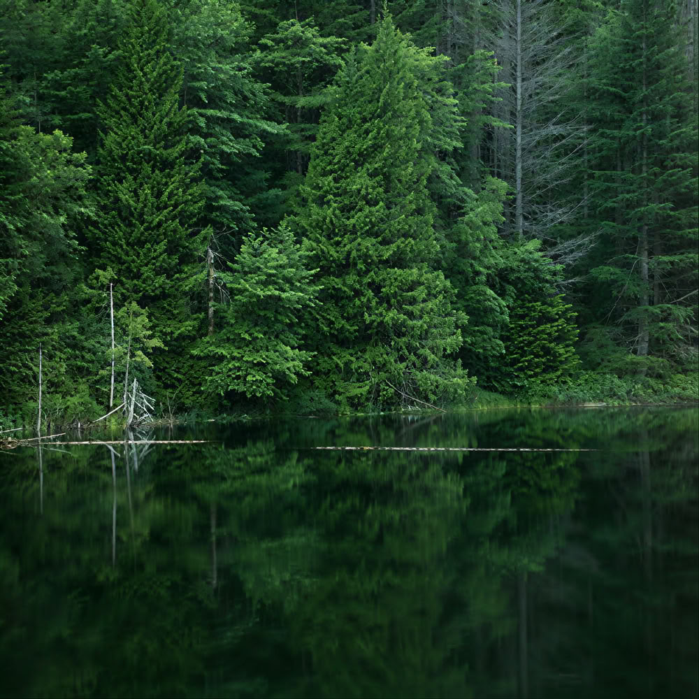 Expérience de pleine conscience en forêt 🌳