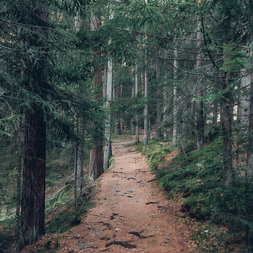 Expérience de pleine conscience en forêt 🌳