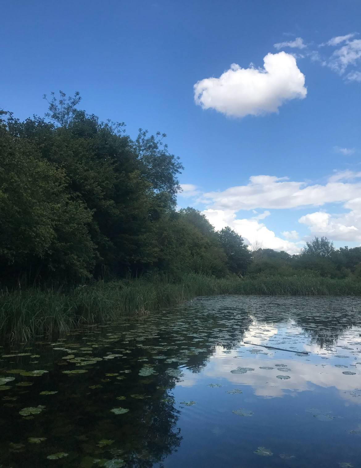 Expérience de pleine conscience en forêt 🌳