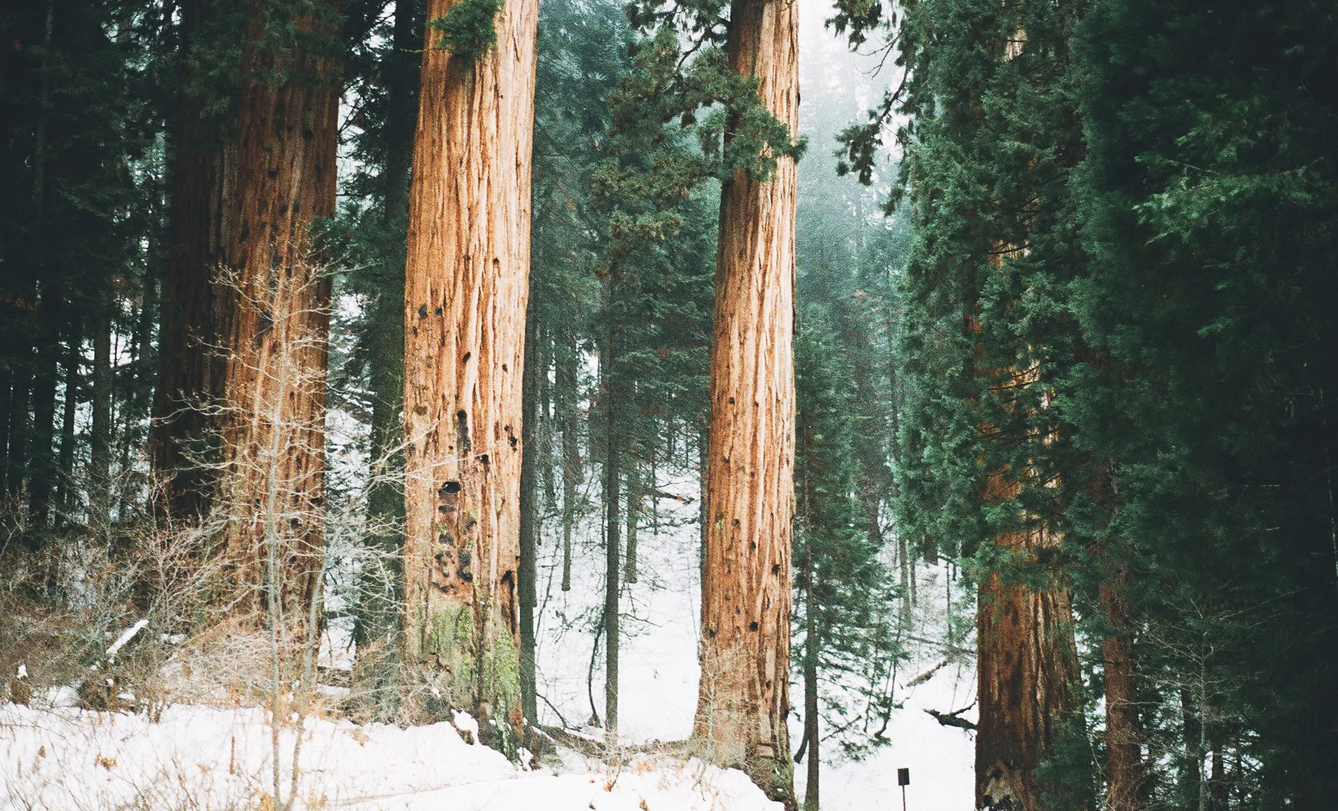 Expérience de pleine conscience en forêt 🌳