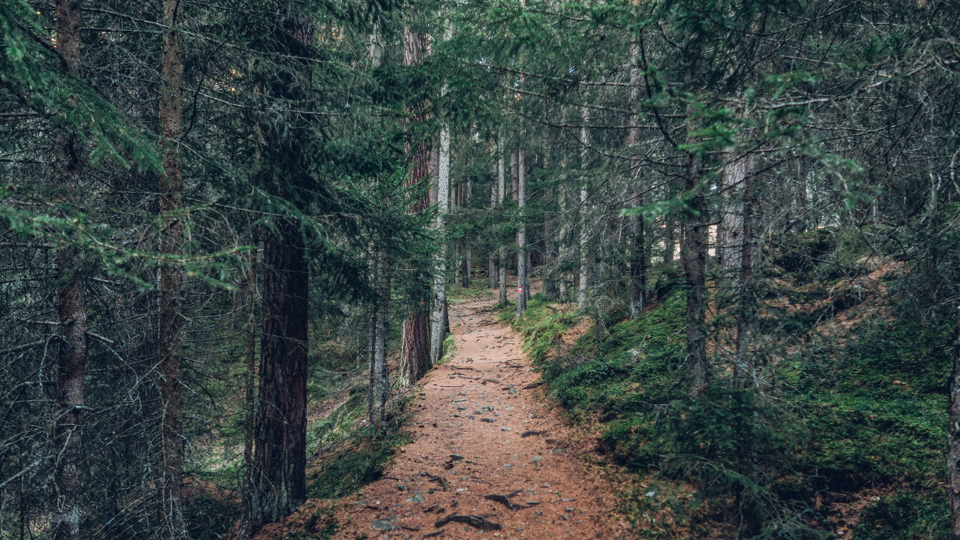 Expérience de pleine conscience en forêt 🌳