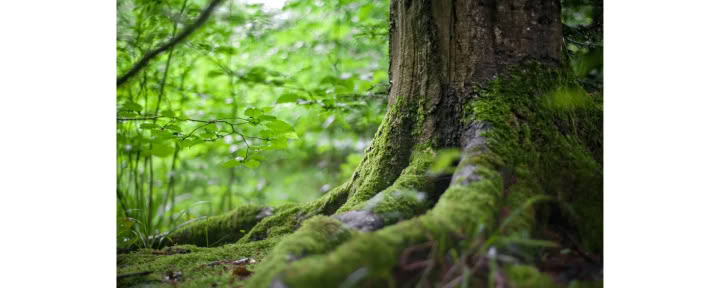 Expérience de pleine conscience en forêt 🌳