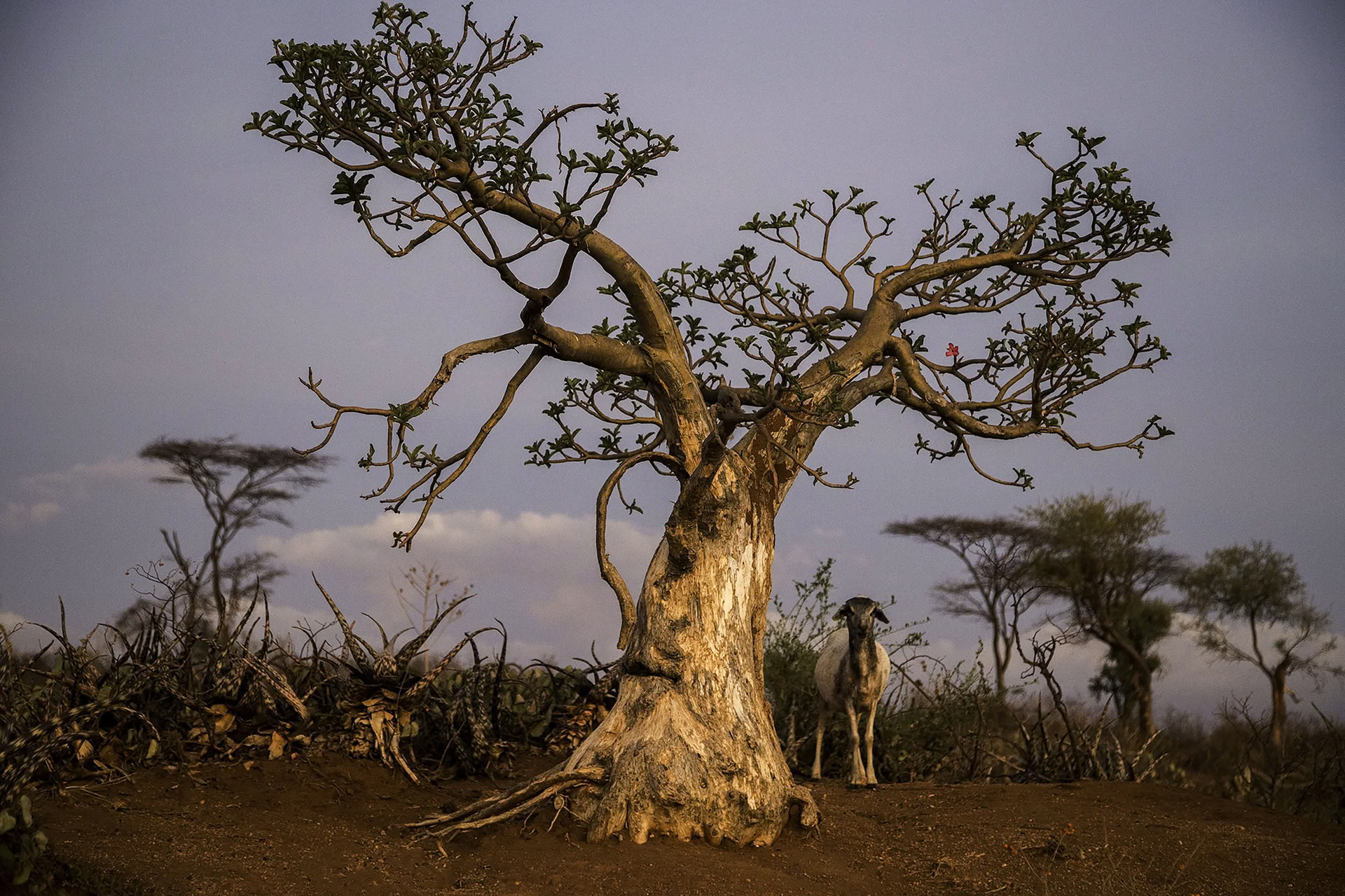Randonnée dans le nord de l’Éthiopie jusqu’aux montagnes du Simien