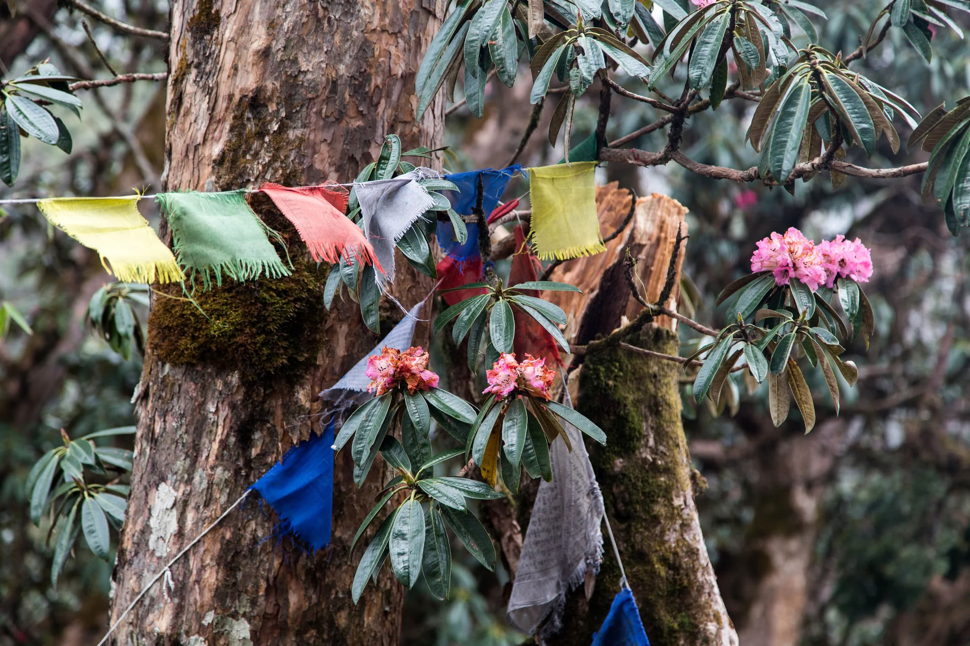 Camp de base de l’Annapurna