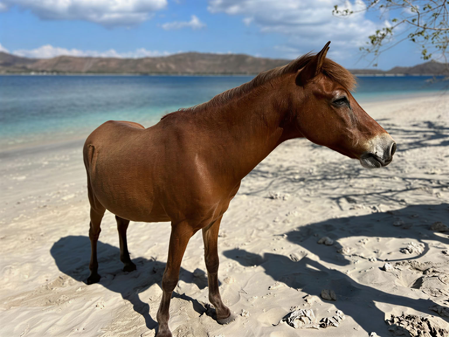 Marche à cheval