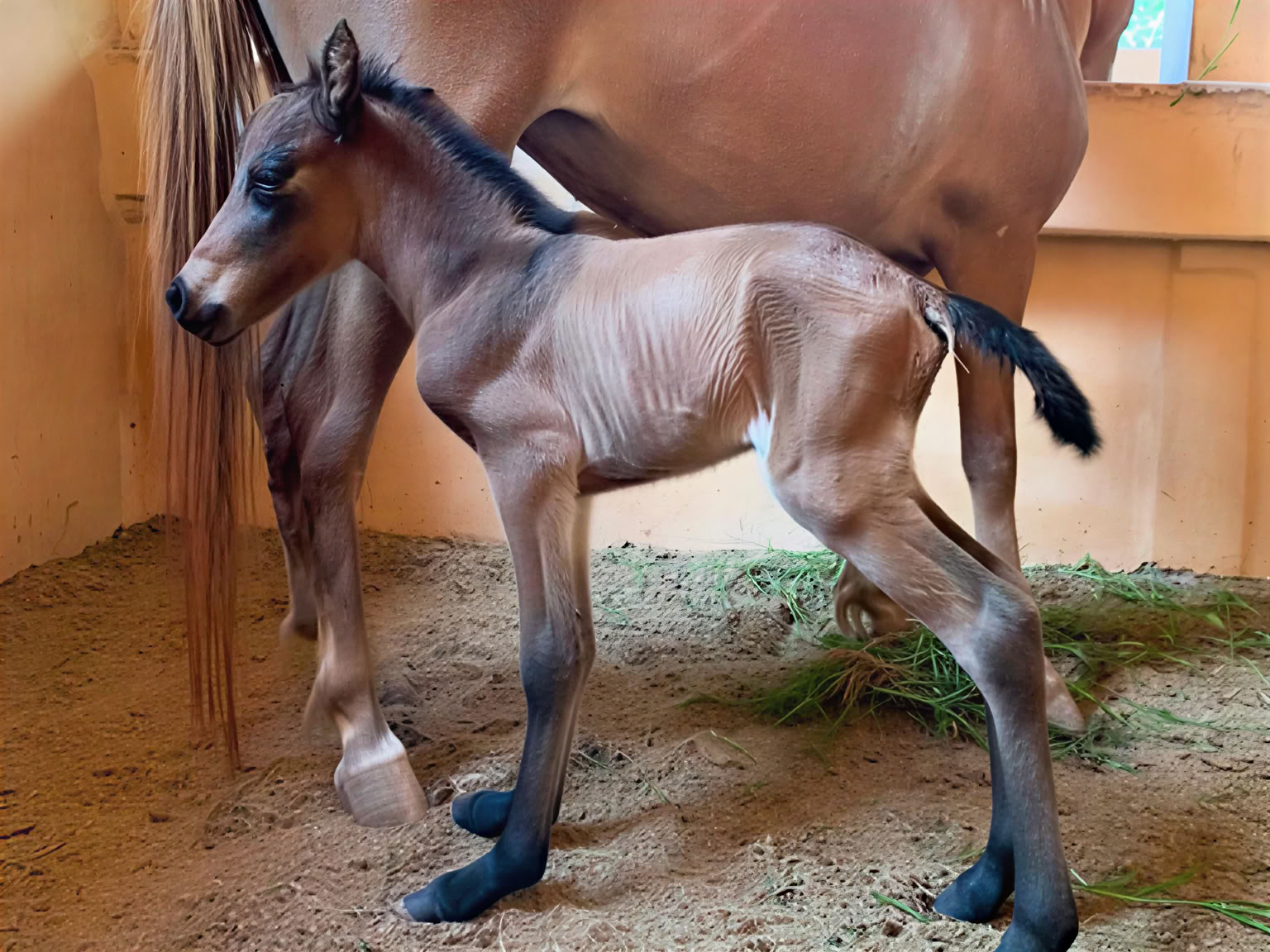 Marche à cheval