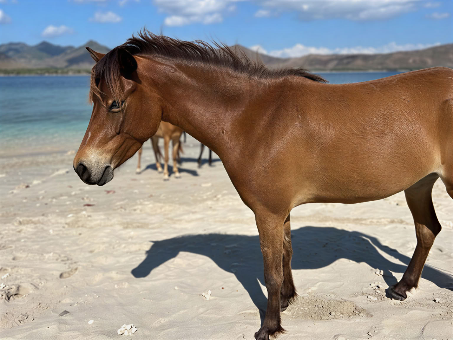 Marche à cheval