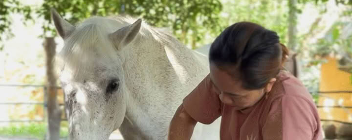 Expérience de relaxation avec les chevaux