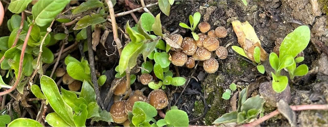 Champignons & Champignons