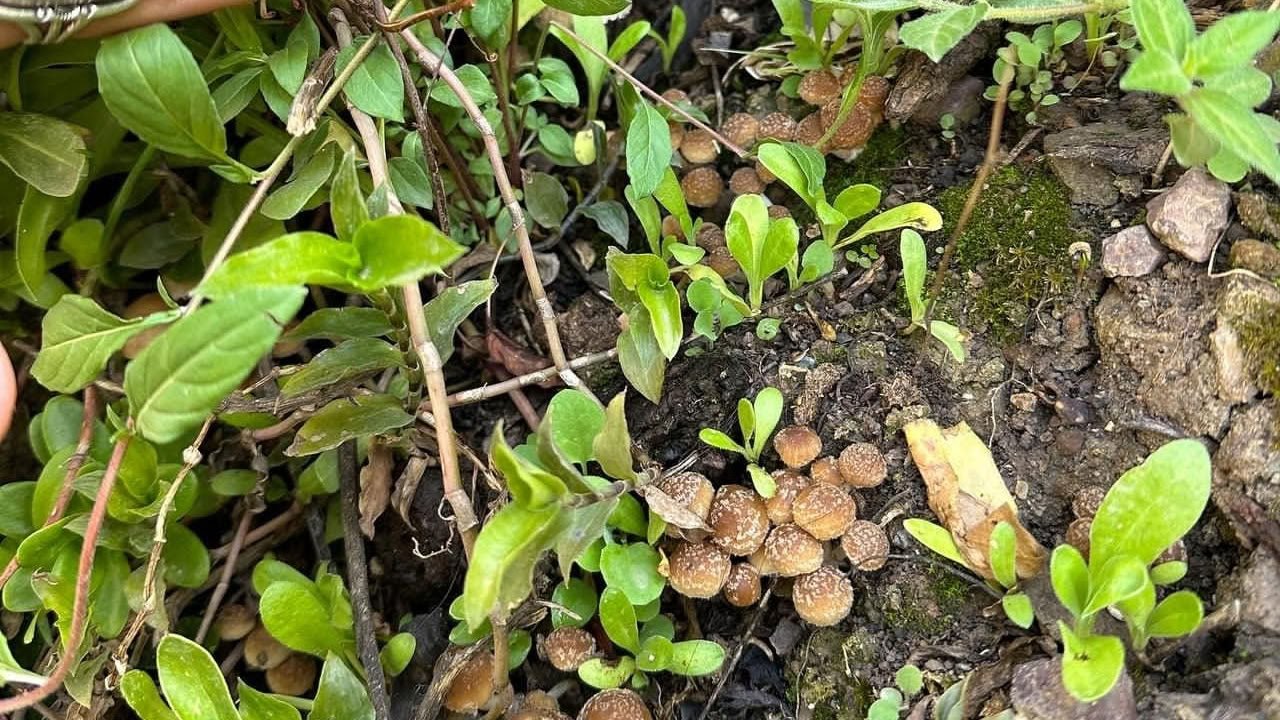 Champignons & Champignons