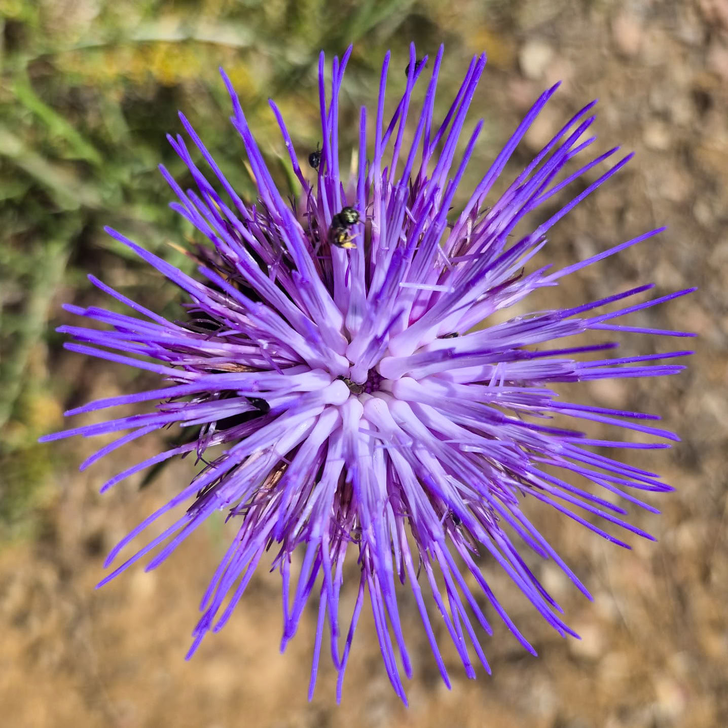 Louer la Finca La Lola