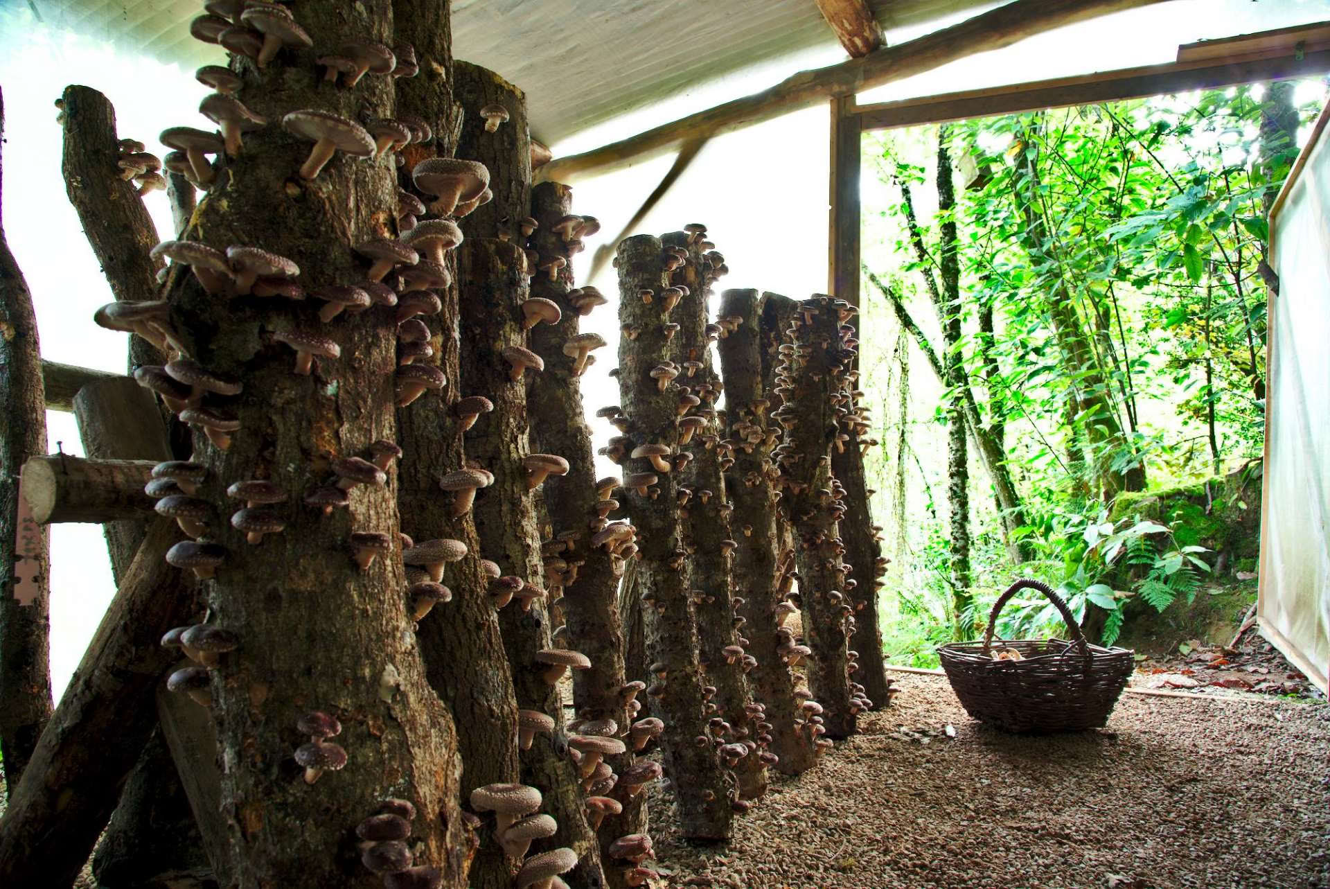 Visite de la forêt Fungi Natur