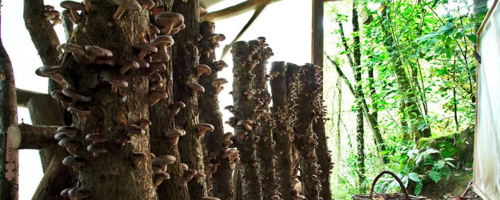 Visite de la forêt Fungi Natur