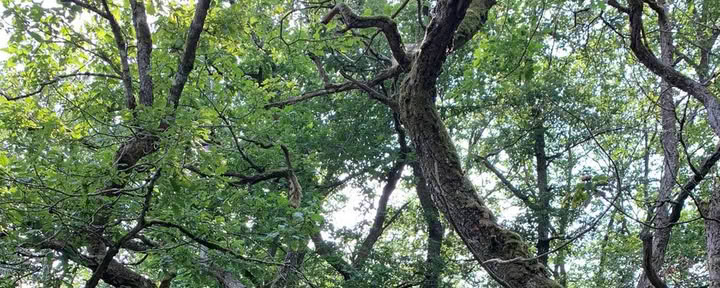 Quête de vision en solo dans la forêt – 24 h – du 11 au 13 septembre 2026