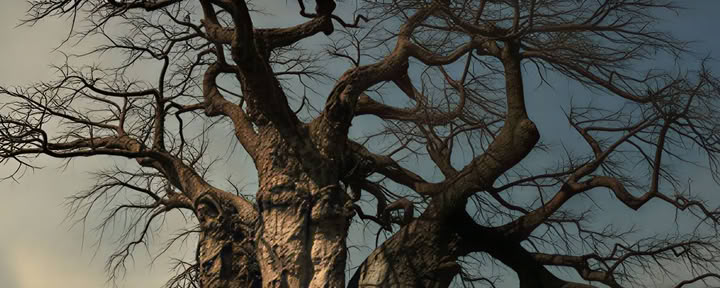 Retraite Bush 7 jours - Hambana Lifestyle Lodge