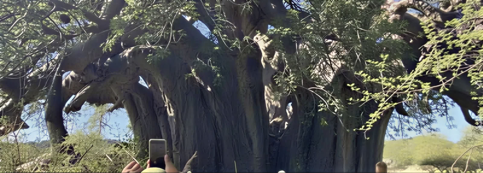 Visite guidée du baobab