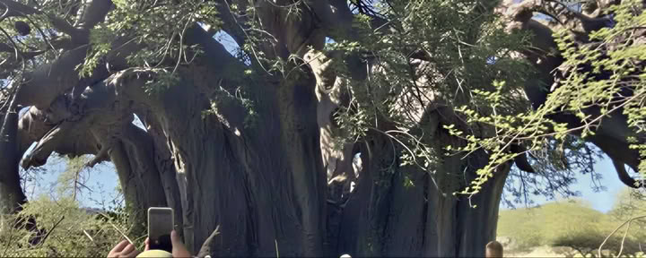 Visite guidée du baobab
