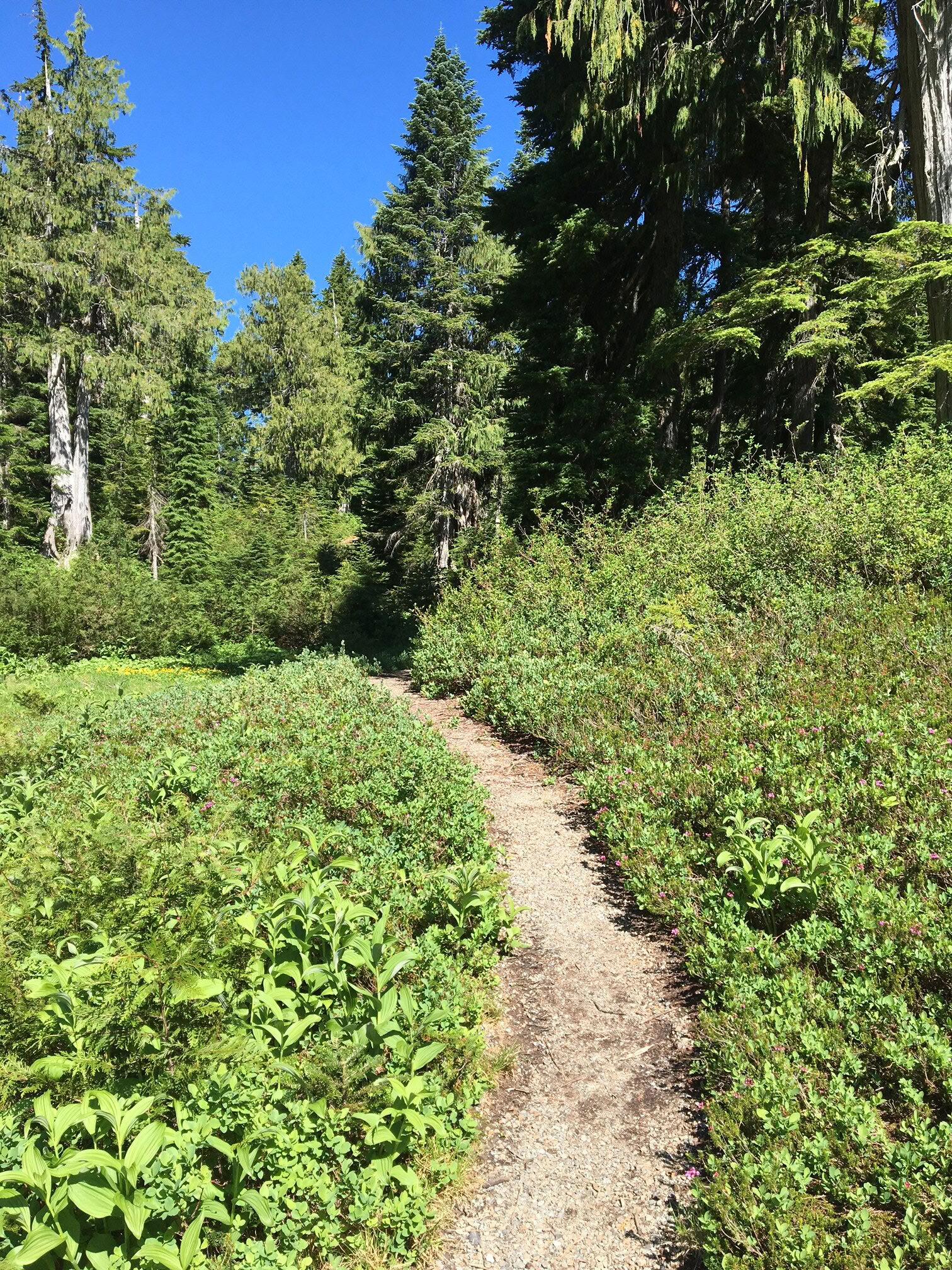 Retraite de yoga, randonnée et guérison à Fox Creek Falls