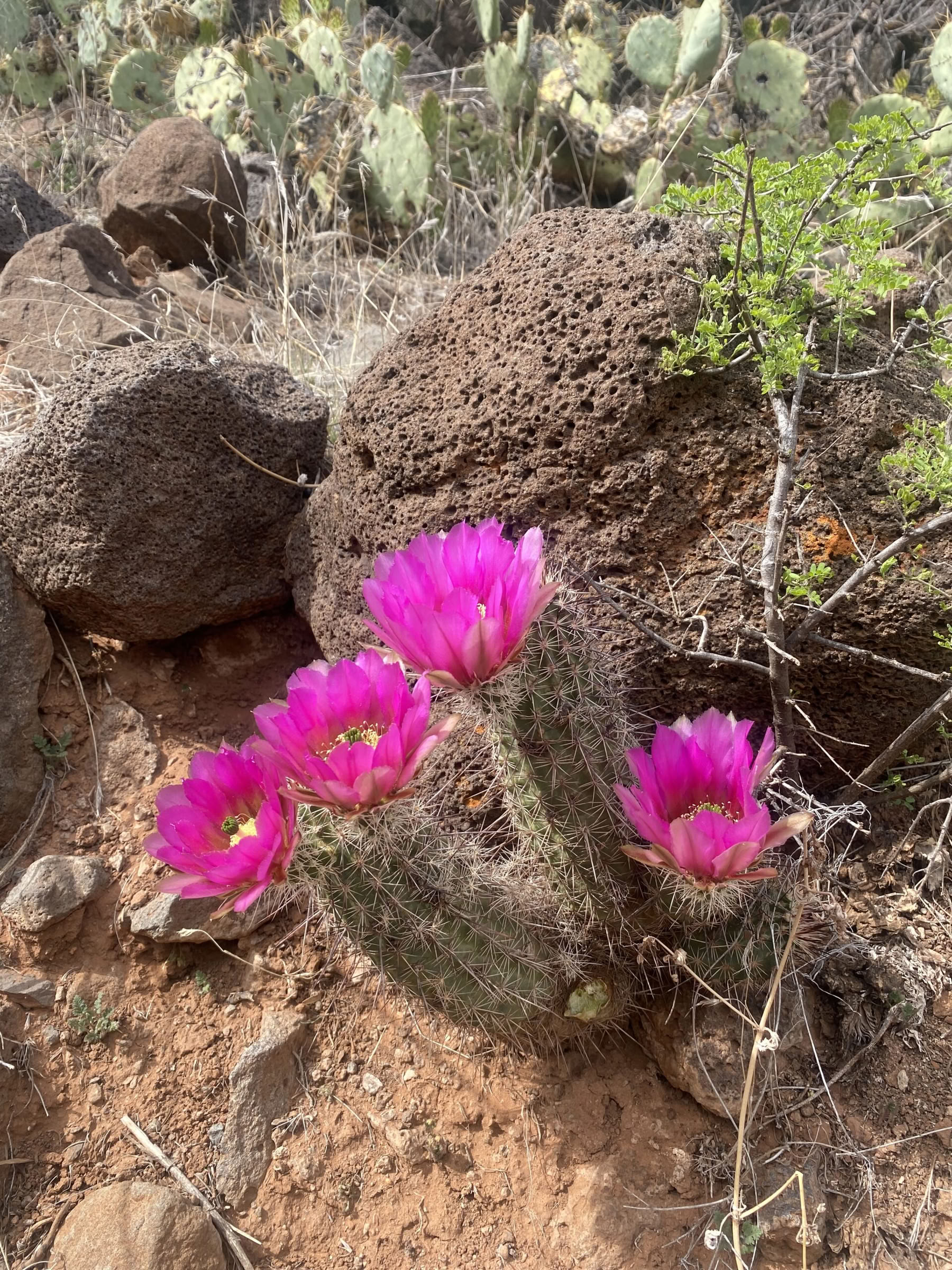 Retraite de yoga, randonnée et guérison à Sedona, Arizona