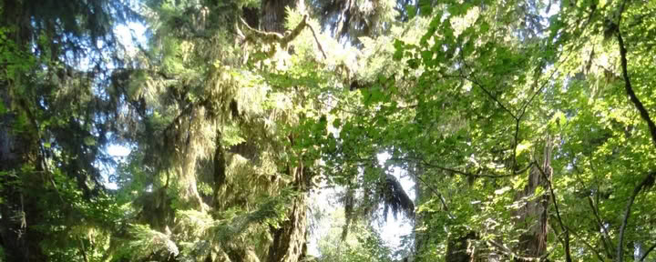Randonnée sur le sentier des Cascades Old Sauk