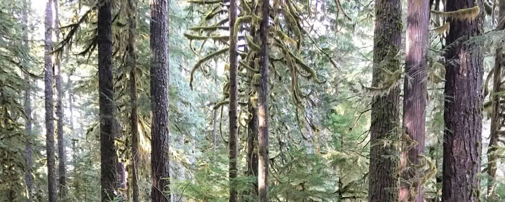 Aldermarsh : retraite de yoga et de méditation dans l’État de Washington