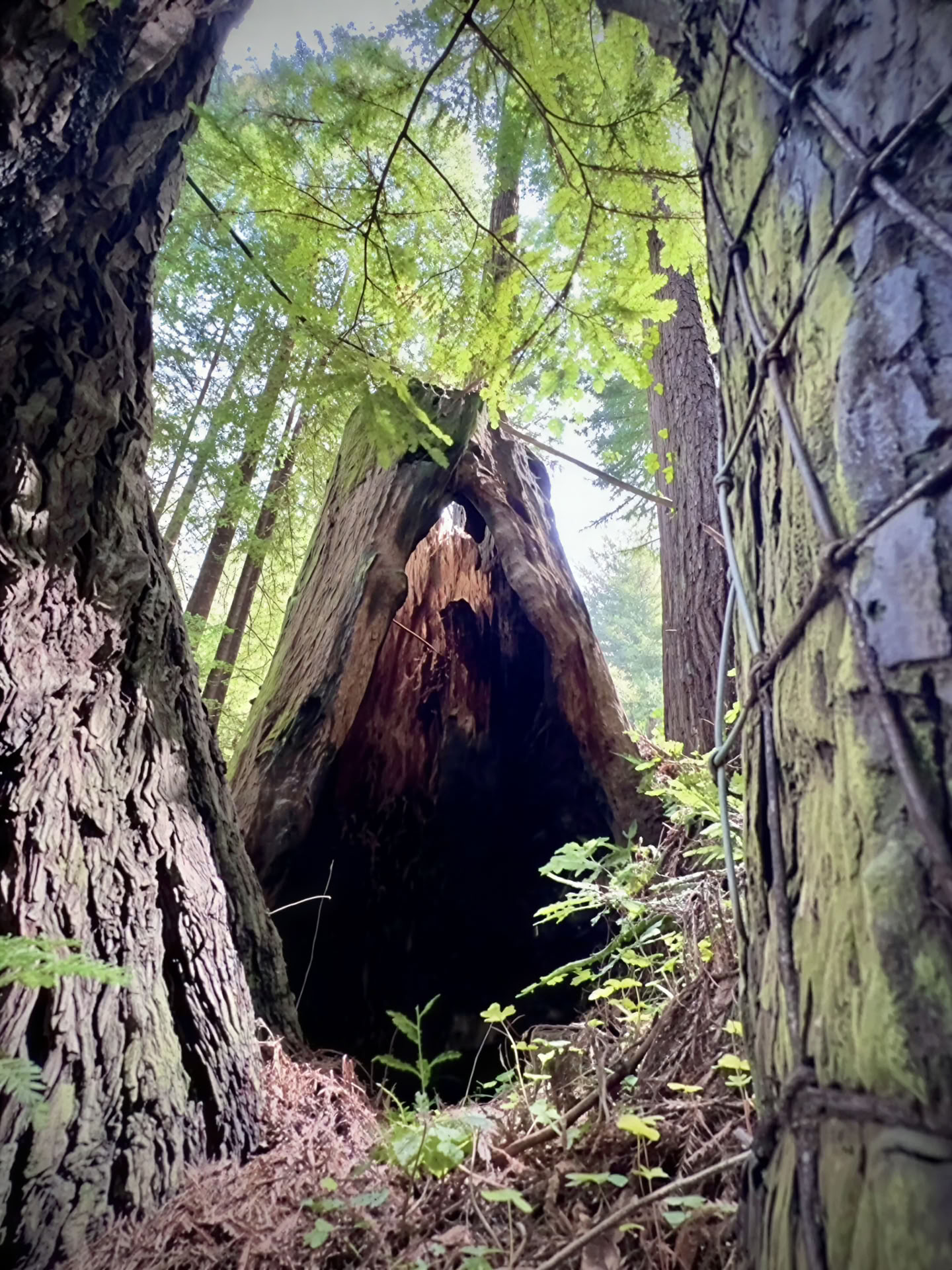 Bain de forêt
