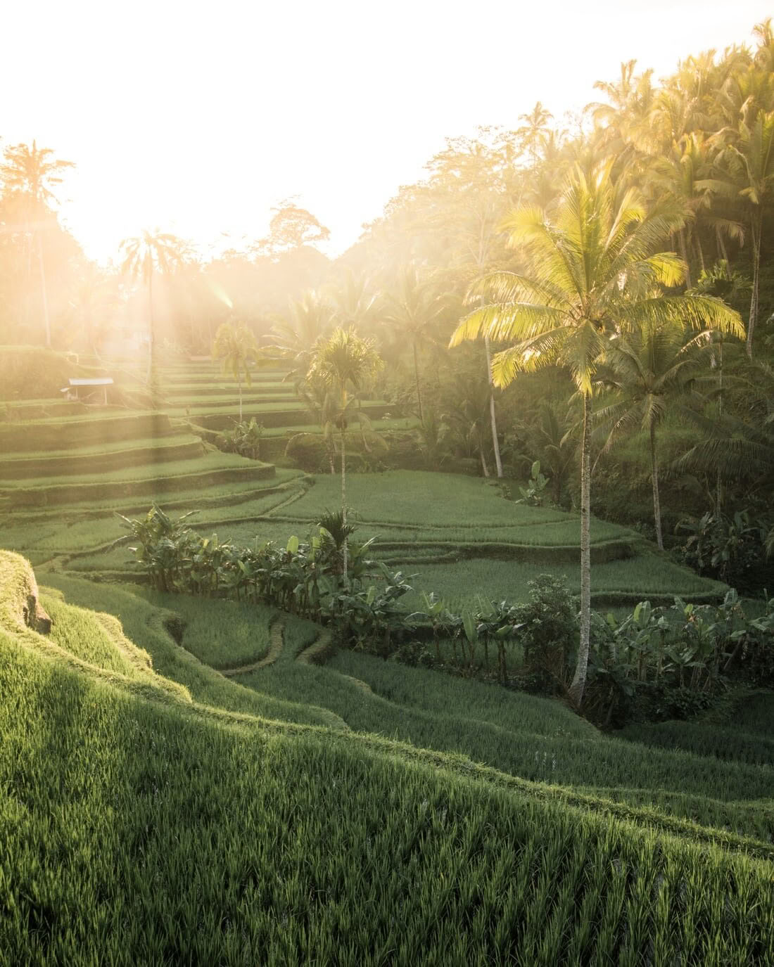 Le chemin intégré : retraite de yoga de 6 nuits à Koh Samui, en Thaïlande