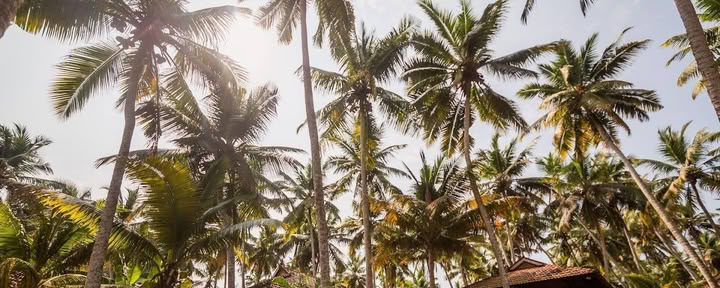 Retraite de yoga et d’Ayurveda en Inde - 1er septembre