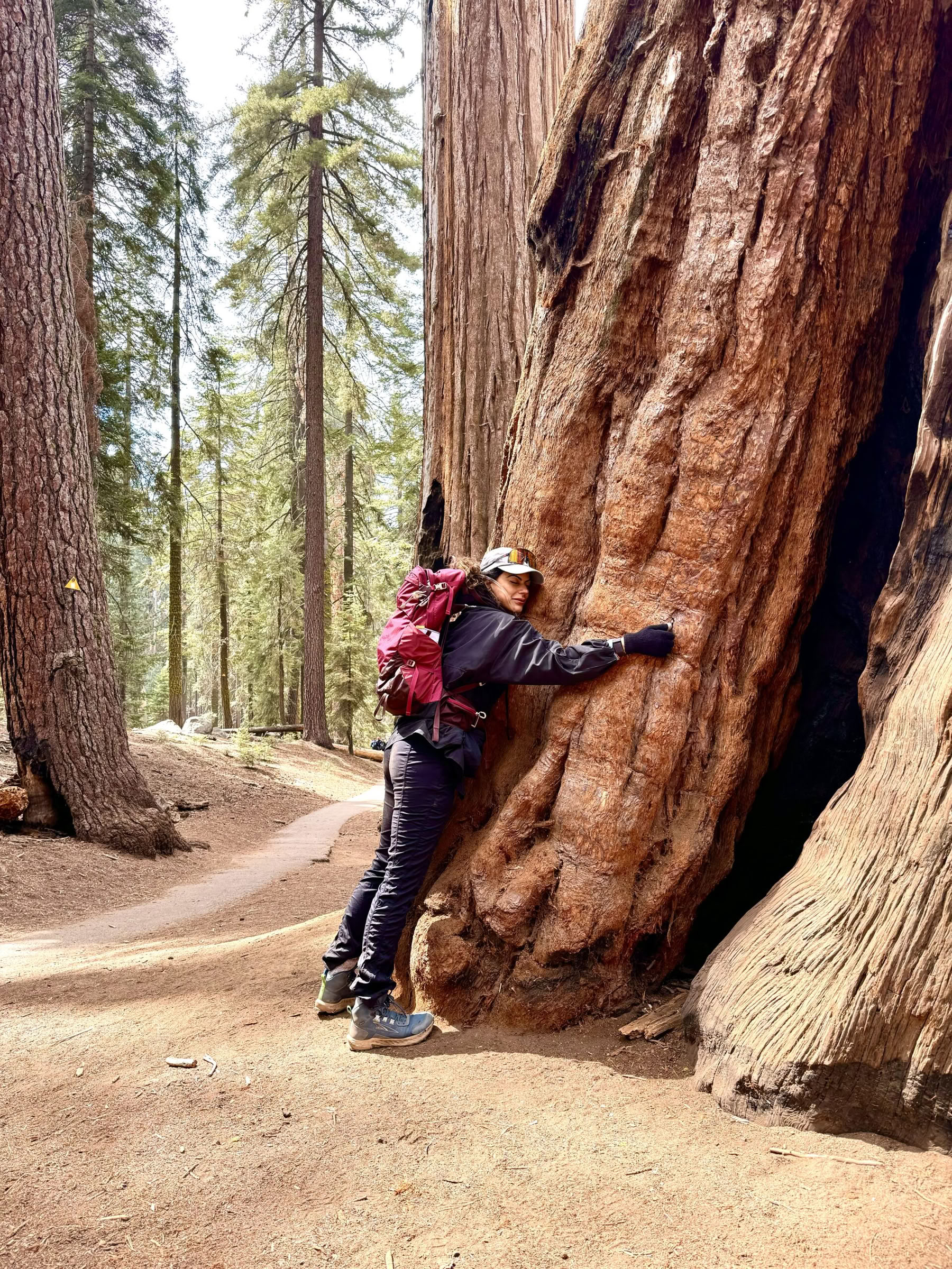Découvrir la magie de Sequoia