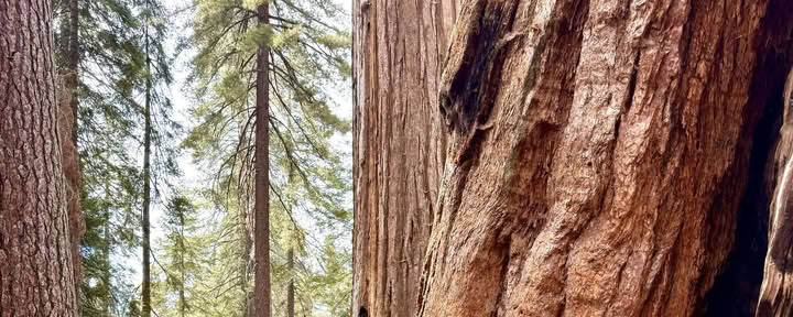 Découvrir la magie de Sequoia