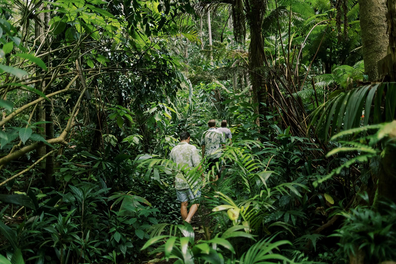 Visite privée de la forêt de nuages - Sentier pantropical (1,5 h)