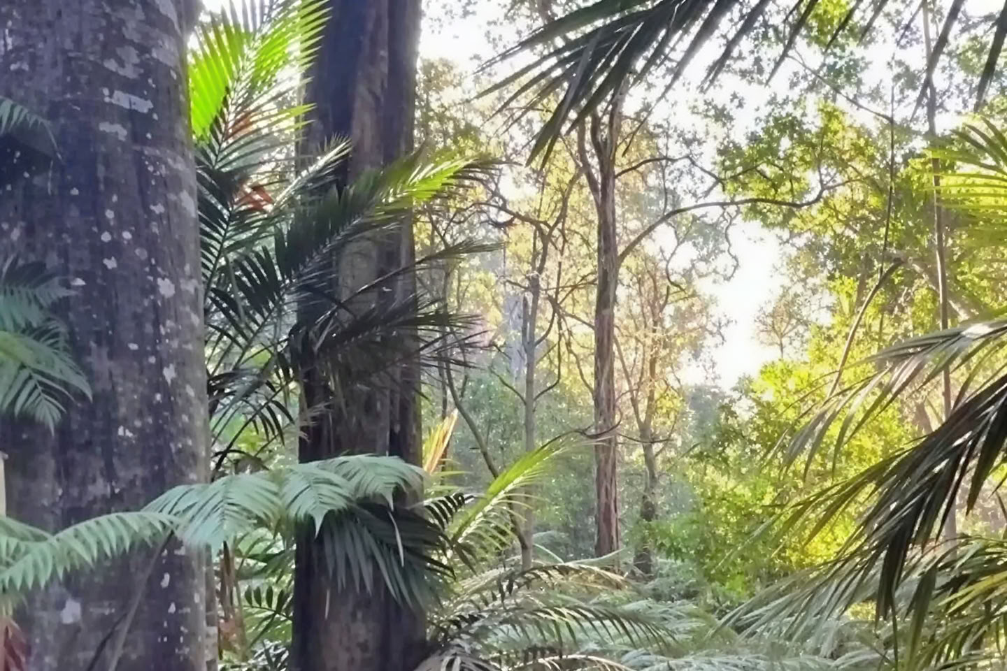 Visite privée de la forêt de nuages - Sentier pantropical (1,5 h)