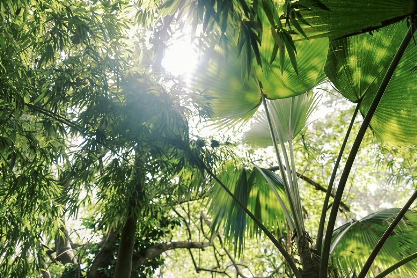 Visite privée de la forêt de nuages - Sentier pantropical (1,5 h)