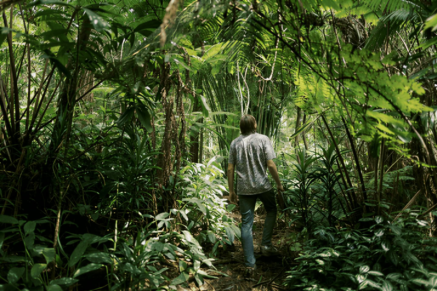 Expérience de bain de forêt (Shinrin-Yoku) : un voyage guidé de paix et de bien-être
