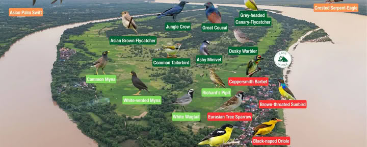 Observation des oiseaux