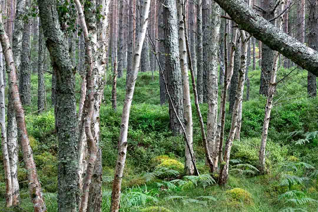 Détente à Rannoch