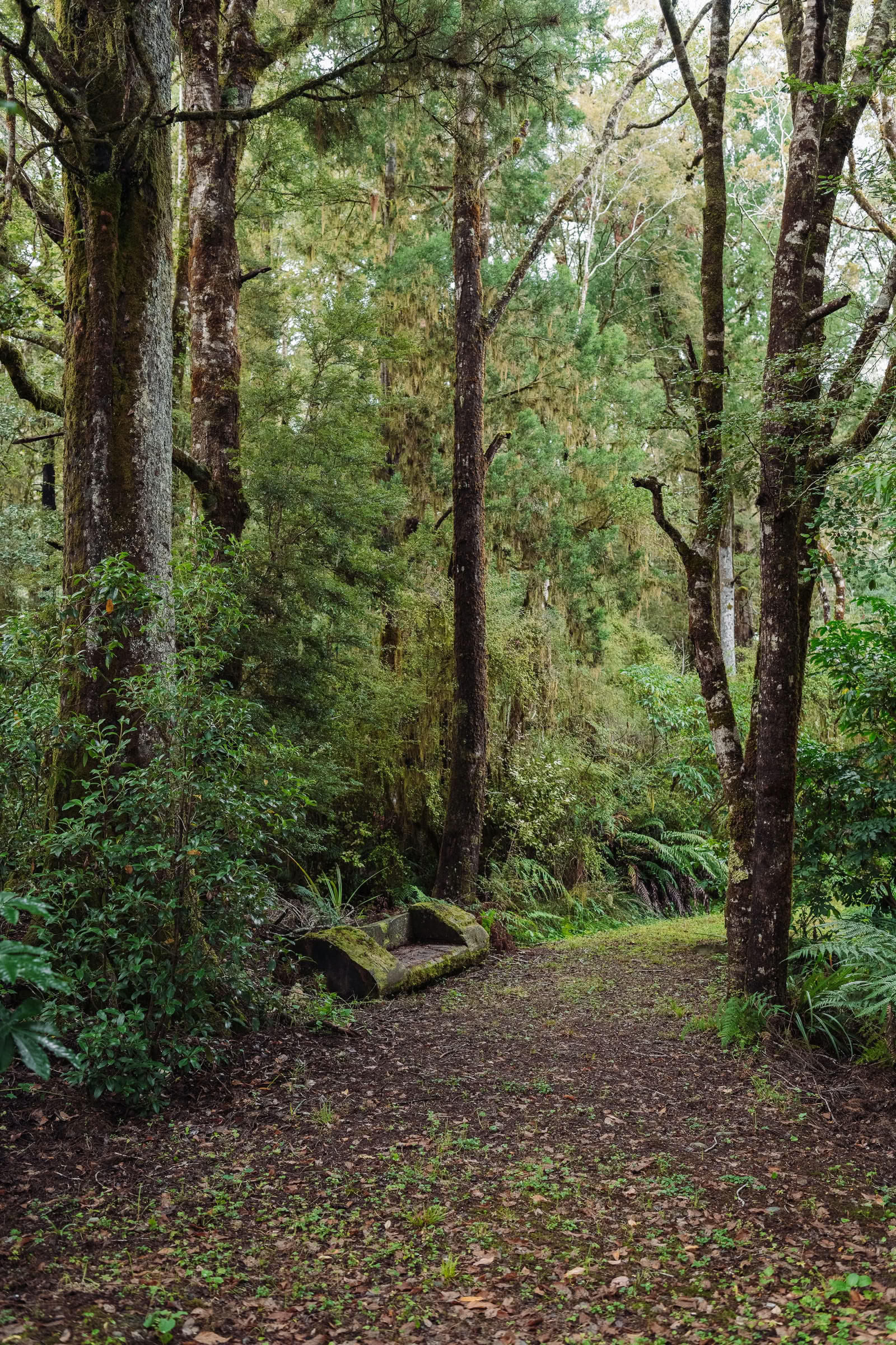 Retraite Nature et Yoga – Île du Sud, Nouvelle-Zélande avec Joan Hyman | Maruia River Retreat : complexe de bien-être de luxe en Nouvelle-Zélande