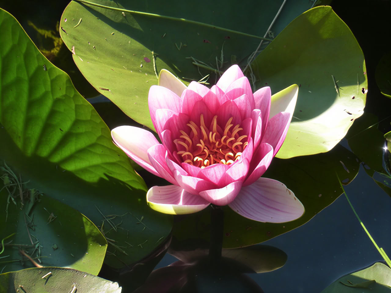 Yoga et pleine conscience