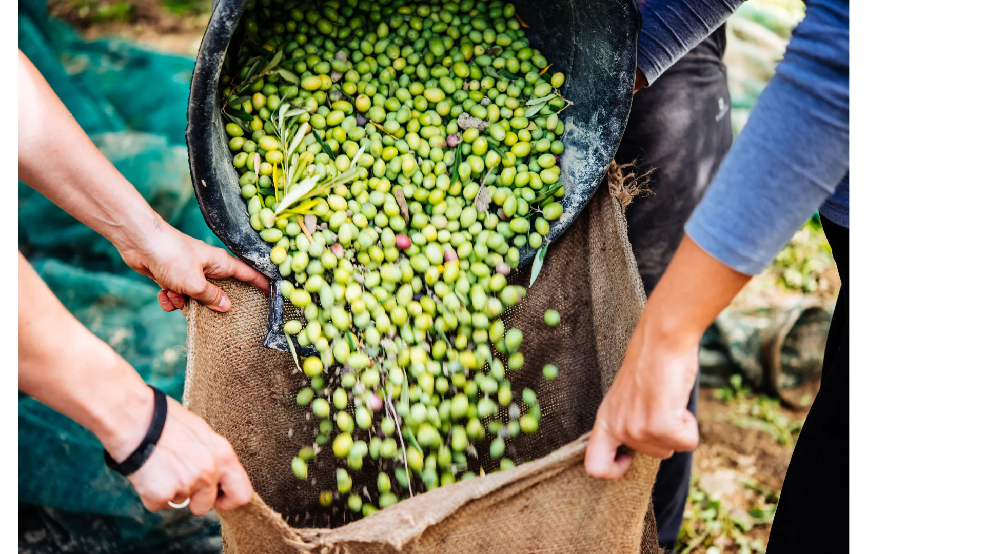 Une récolte d’olives en pleine conscience