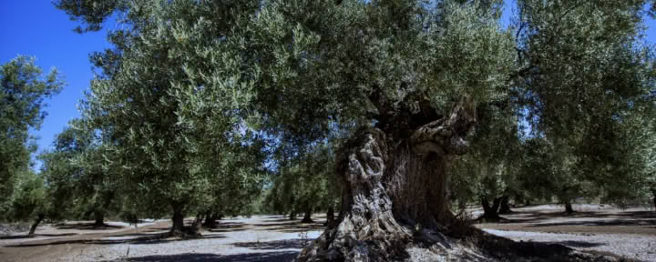 Une récolte d’olives en pleine conscience