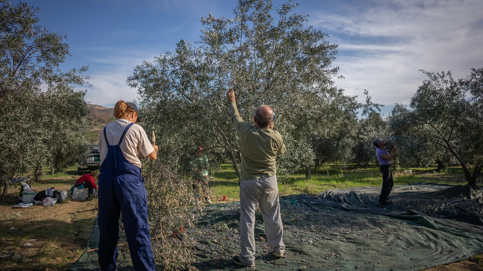 Silence de la récolte – Récolte d’olives en pleine conscience 2027