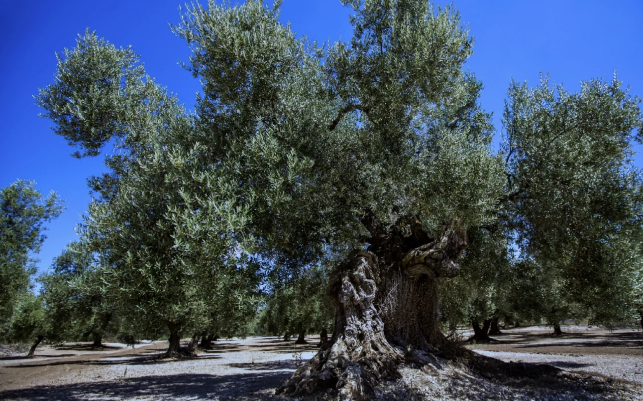 Silence de la récolte – Récolte d’olives en pleine conscience 2027
