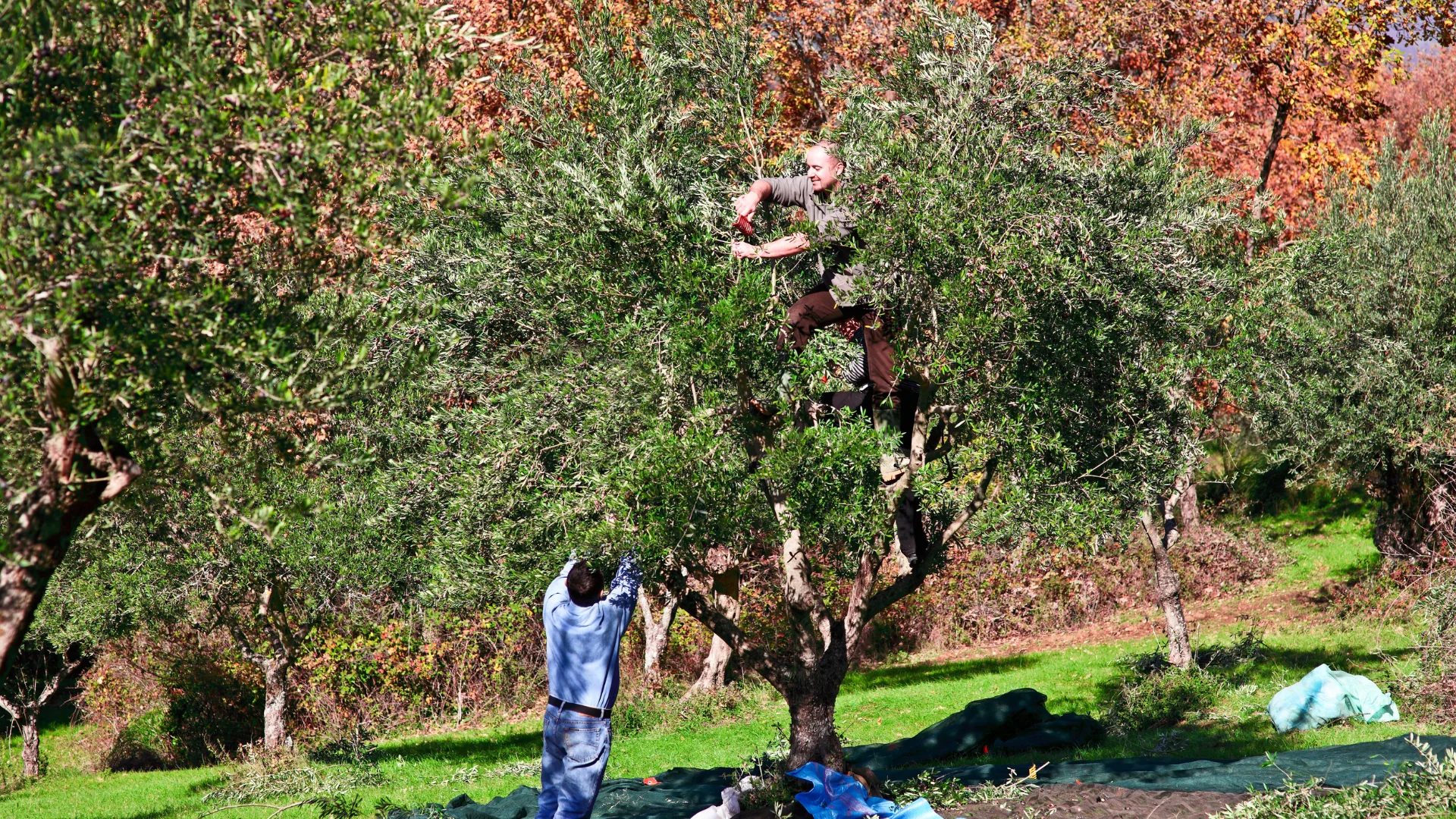 Récolte joyeuse des olives, automne 2026